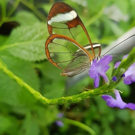 The Butterflies Wood House Villa Reshafim Exterior photo